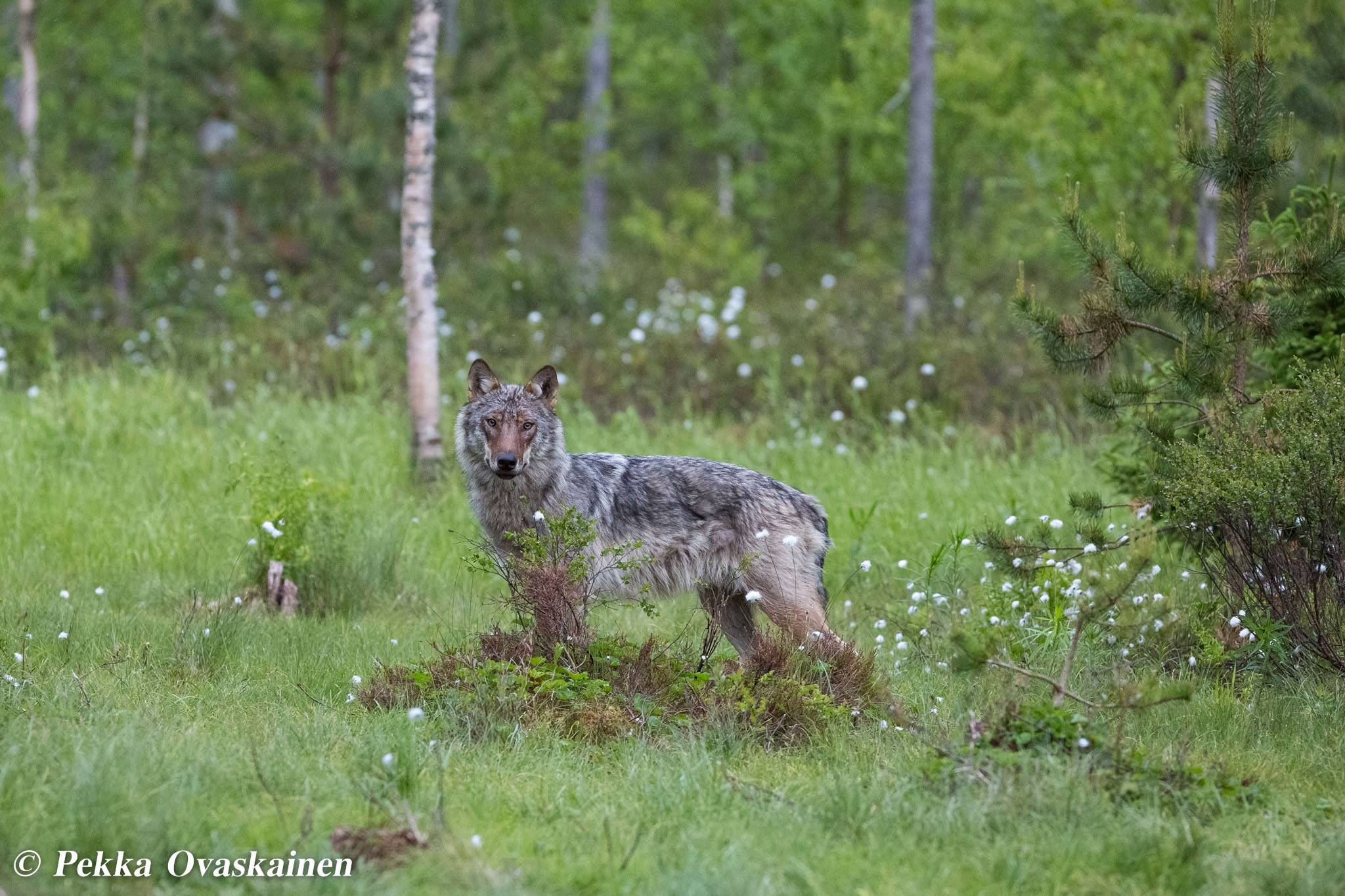 Wolf in karelischen Wäldern