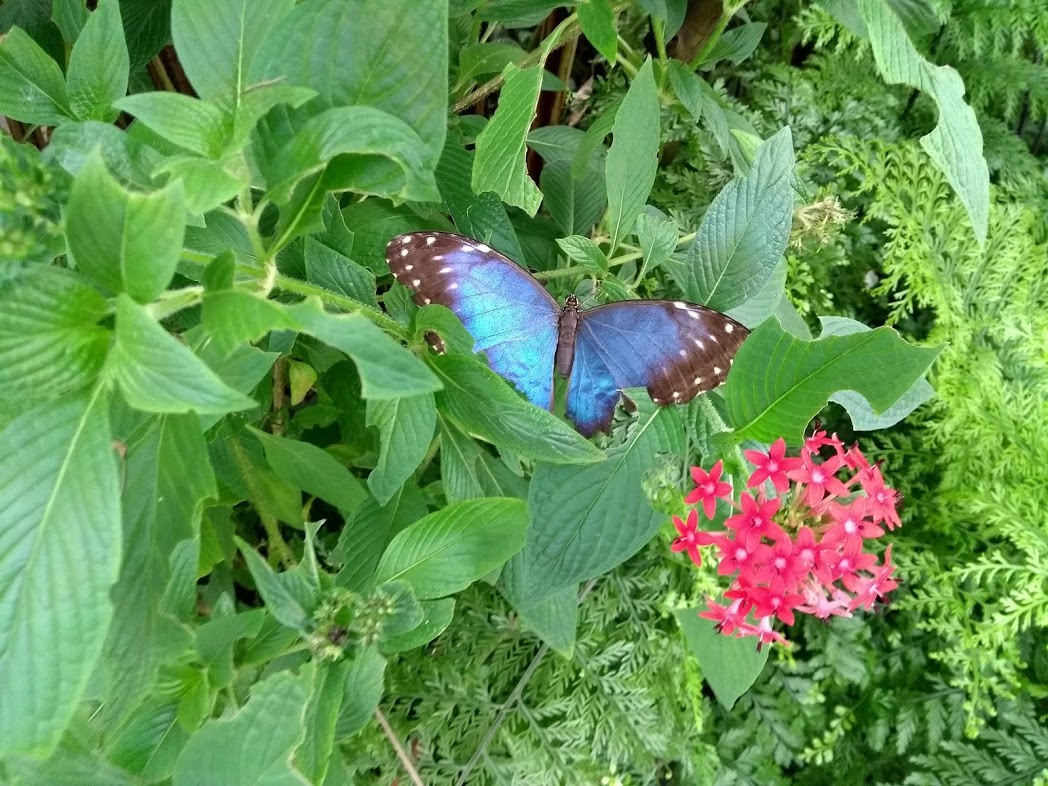 Schmetterling im Botania Joensuu