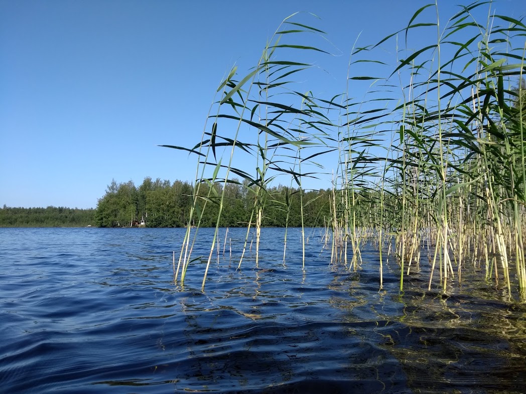 Schwimmen im finnischen See