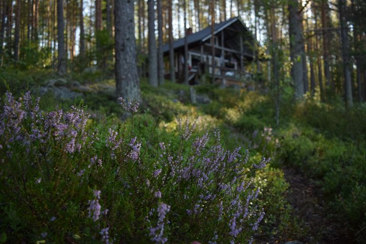 Sommermorgen im finnischen Wald