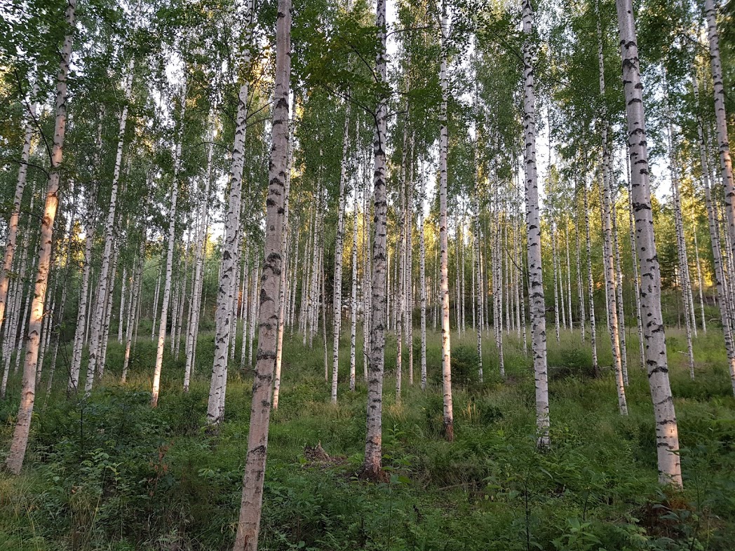 Finnischer Birkenwald
