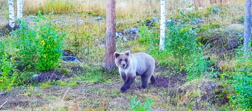 Bärenbeobachtung im Bear Centre